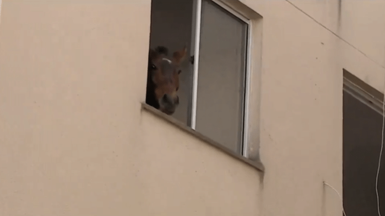 Égua foi retirada pelo Corpo de Bombeiros após passar cerca de dez dias em apartamento