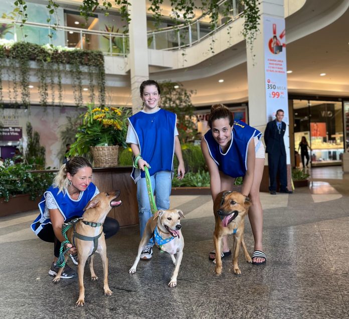 Divulgação Adoção Pet