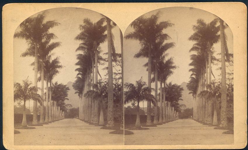 Esterografia do Imperial Jardim Botânico do Rio de Janeiro (William Bell, 1882)