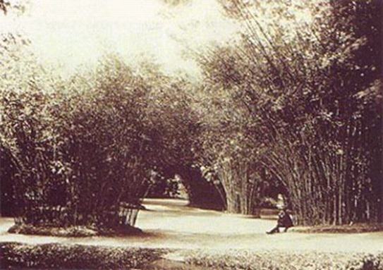 Jardim Botânico do Rio de Janeiro em 1890