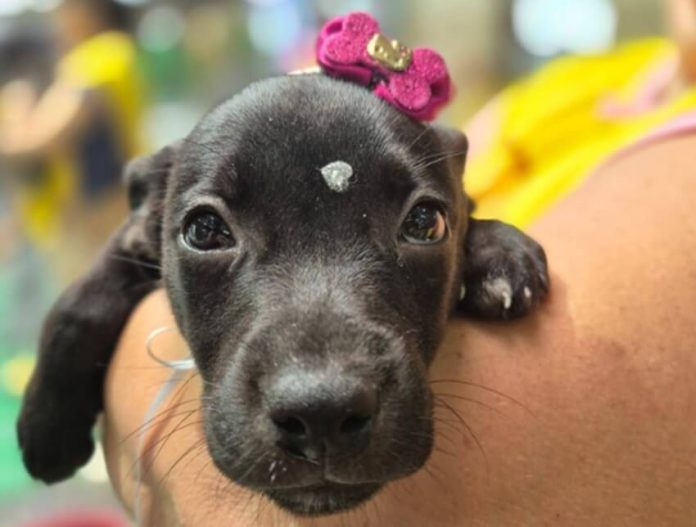 cão adoção bichinho feliz 3 (1)