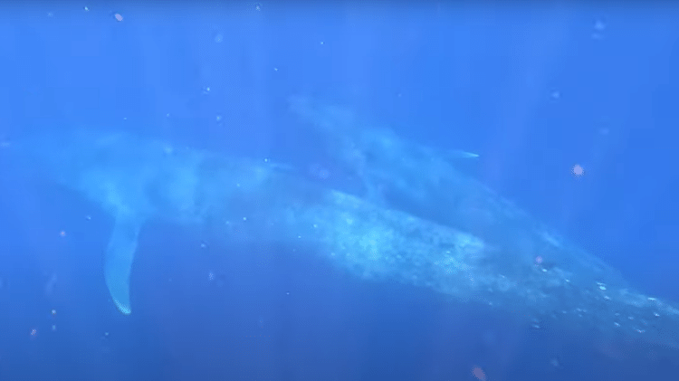 Baleia azul amamentando filhote