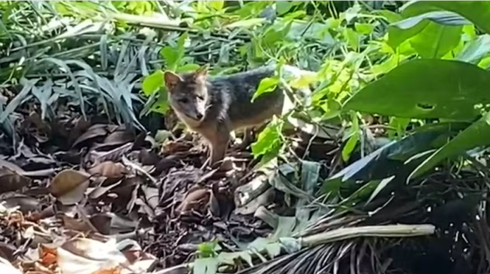 Cachorro-do-mato é visto no Parque Lage