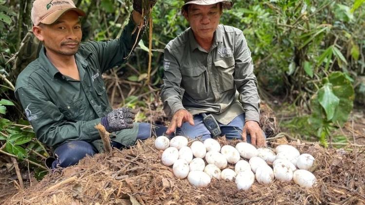 Membros da Fauna & Flora cuidaram dos ovos até o momento em que eles eclodiram.