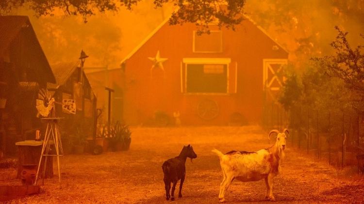 Chamas se aproximam de uma casa durante incêndio em Thompson, Oroville, na Califórnia. Uma onda de calor está elevando as temperaturas, resultando em alertas de incêndio em todo o estado. Milhares de pessoas tiveram que deixar suas casas.