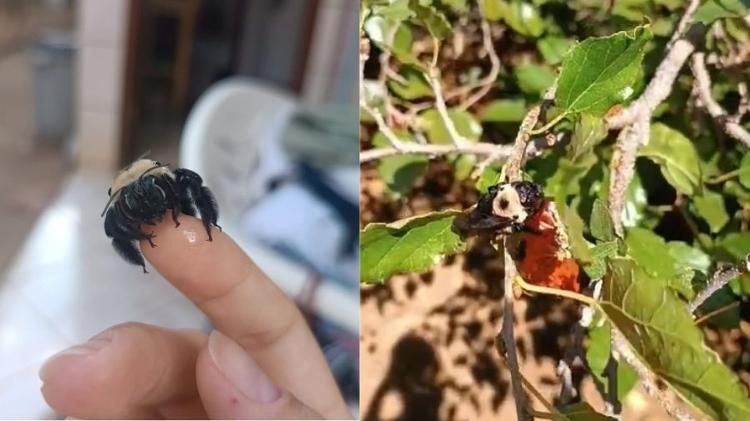 A abelha Odete gostava de tomar sol e ficar nas mãos de seus 'tutores'.