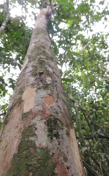 Pesquisadores do Jardim Botânico descobrem árvore rara em Maricá 1 siphoneugena carolynae foto thiago fernandes Pesquisadores do Jardim Botânico descobrem árvore rara em Maricá
