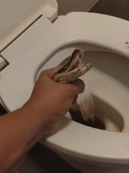 Homem foi mordido por cobra enquanto estava sentado no vaso sanitário