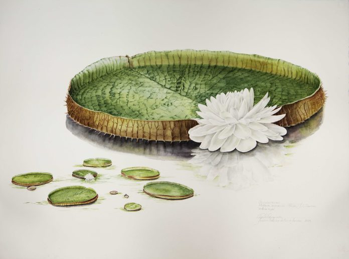 Victoria amazonica (Poepp.) J.E.Sowerby Vitória-régia Aquarela sobre papel 76 x 56 cm Autor Paulo Ormindo