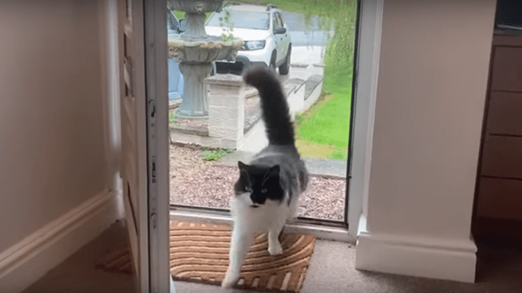 Ted entrando em sua casa em North Yorkshire; dona pensou que felino tinha sido cremado, mas estava vivo