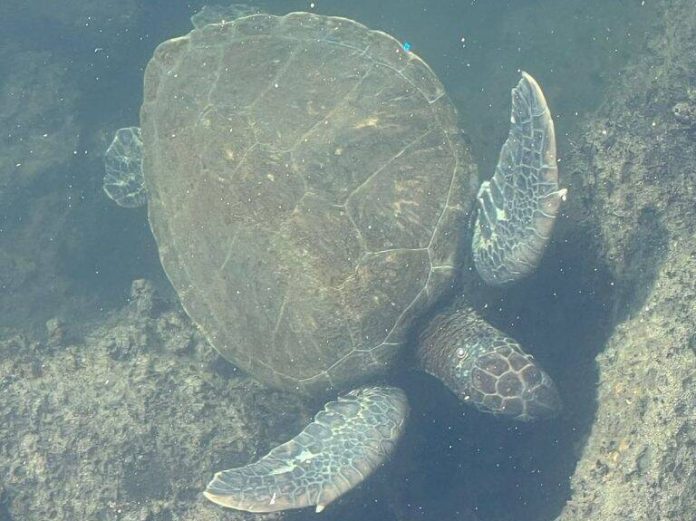 Tartaruga na Baía de Guanabara