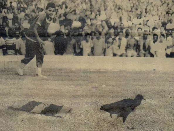 Urubu do Maracan 5 animais-celebridade do Rio: histórias curiosas que marcaram a cidade