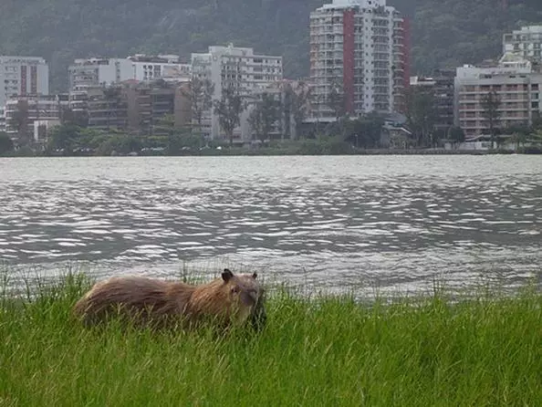 Capivara da Lagoa Rodrigo de Freitas 5 animais-celebridade do Rio: histórias curiosas que marcaram a cidade