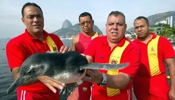 Pinguim Grosso 5 animais-celebridade do Rio: histórias curiosas que marcaram a cidade