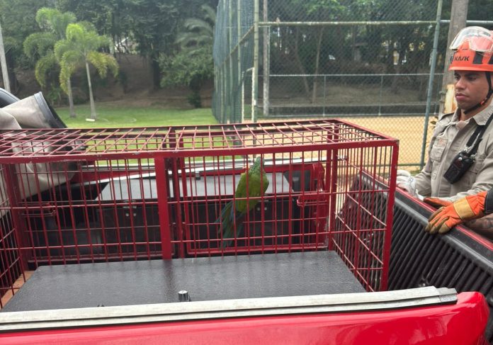 Arara resgatada por bombeiros