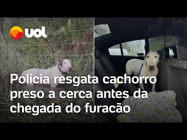 Vídeo do resgate do cão durante o furacão Milton